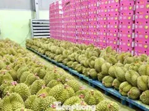 Bất ngờ nhiều doanh nghiệp xin trả mã số vùng trồng sầu riêng
