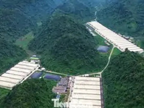 Khởi tố vụ án 5 người chết trong trại lợn của Công ty Dabaco Thanh Hóa