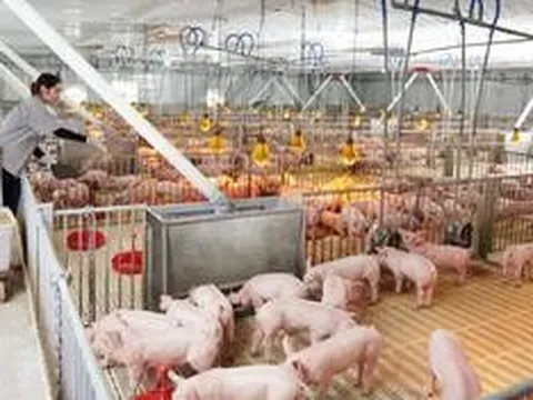 Lợi nhuận quý II/2026 của Dabaco lao dốc