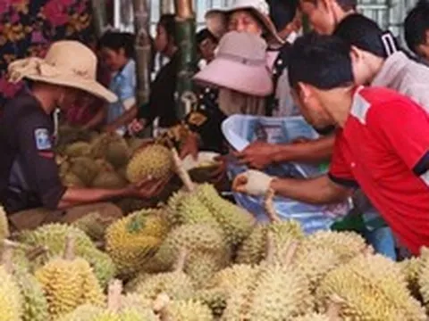 Chưa kịp mừng vì xuất khẩu sang Trung Quốc tăng mạnh, sầu riêng Campuchia lại gặp sóng gió