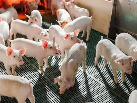 Doanh thu quý II/2026 của Nông nghiệp Hòa Phát giảm gần 32%, lợi nhuận lao dốc