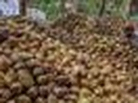 Không phải sầu riêng, một báu vật tỷ đô của Việt Nam khiến Trung Quốc, Mỹ mê mẩn: Diện tích trồng 200.000 ha, thu về hơn nửa tỷ USD