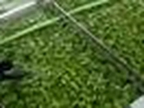 'Trái cây hạnh phúc' của Việt Nam được người Trung Quốc, Nhật Bản cực mê, hàng loạt đại gia chạy đua mở rộng diện tích
