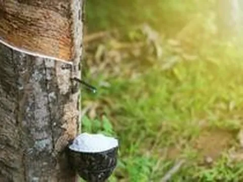Lãi đột biến, GVR “rót” nghìn tỷ đồng vào quỹ khoa học công nghệ