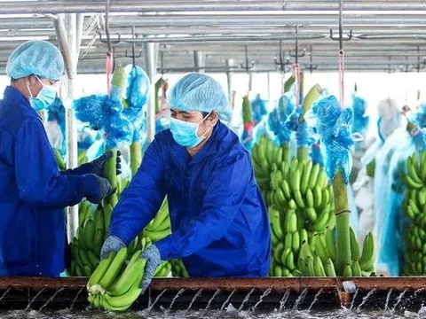 HAGL Agrico nợ hơn 21.000 tỷ đồng