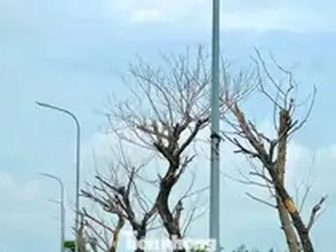 Hai dự án gần 9 tỷ đồng chưa bàn giao, nhiều cây xanh đã chết: Chủ đầu tư nói gì?