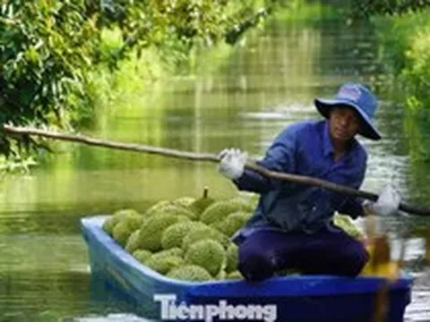 Sầu riêng 'tắc' mã vùng trồng, chủ tịch tỉnh thành phải chịu trách nhiệm