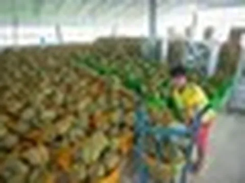 Nhờ ‘đường tắt' qua nước láng giềng Việt Nam, Campuchia đang kiếm bộn ở Trung Quốc, thương lái gom mua ào ào