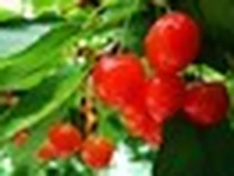 Cherry Nhật hơn 4 triệu đồng/trái được trồng cầu kỳ thế nào?