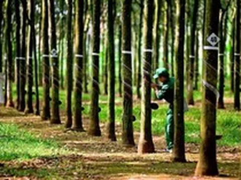 Cao su Tây Ninh (TRC) chính thức chốt ngày trả cổ phiếu thưởng “khủng” tỷ lệ 1:3