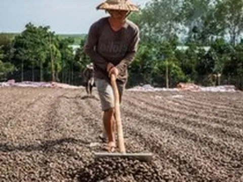 'Vàng treo trên cây' giúp Việt Nam xuất khẩu bỏ xa thế giới: Trung Quốc thừa nhận 'ăn đứt' hàng nội, thu về gần 3 tỷ USD từ đầu năm