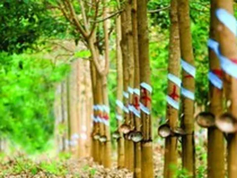 Cao su Phước Hòa (PHR) sắp chi 190 tỷ đồng trả cổ tức, thưởng cổ phiếu tỷ lệ 80%