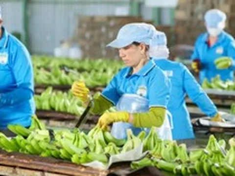 HAGL đã bán gần 15 triệu cổ phần tại HGI với giá thấp hơn 25% giá IPO