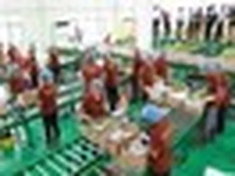 Trung Quốc gom mua gần hết một loại đặc sản, nhiều người dân Campuchia đổi đời, rủng rỉnh tiền mua đất