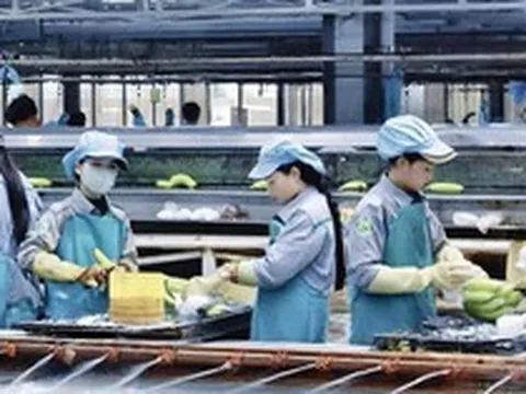 Thaco Agri đã bền bỉ ‘bơm tiền’ cho HAGL Agrico như thế nào?