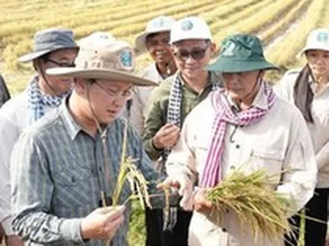 Một đối thủ của gạo Việt Nam, Thái Lan liên tiếp đón tin vui, đang sở hữu giống lúa nhận danh hiệu ngon nhất thế giới 7 lần liên tiếp