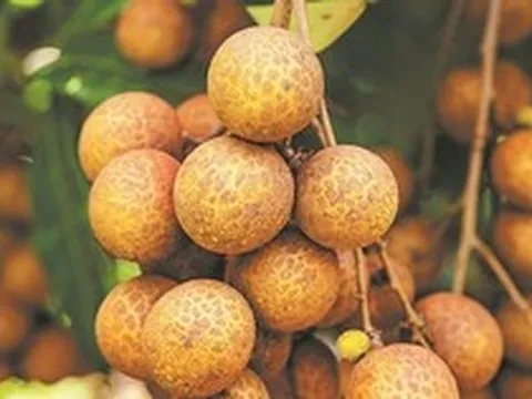 Trung Quốc vừa lập kỳ tích ngành rau quả: Tạo ra giống vải lai nhãn đầu tiên trên thế giới, chuẩn bị cho thu hoạch trong tháng 9