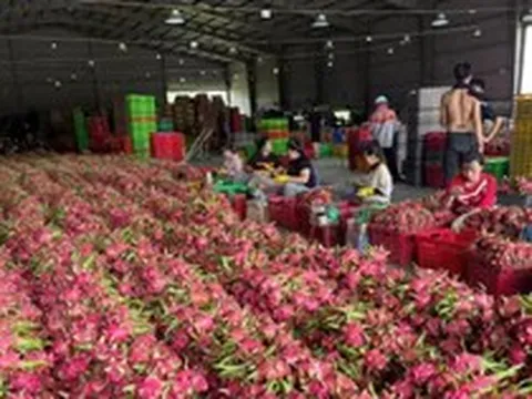Giá thanh long 'lao dốc không phanh'