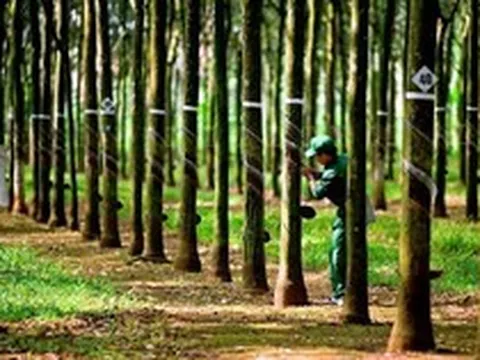 Cổ phiếu TRC bị bán tháo trước thềm chia cổ tức bằng cổ phiếu tỷ lệ 300%, VN-Index giảm hơn 3 điểm