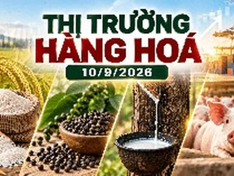 Thị trường hàng hóa ngày 10/9: Giá tiêu bật tăng mạnh, cao su bứt phá