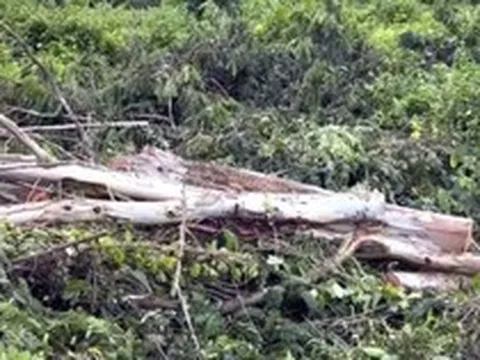 Người đàn ông 38 tuổi bị cây đè tử vong khi nhờ người đến cưa cây để dọn vườn, danh tính nạn nhân