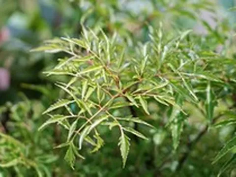 Một loại cây quá quen, được ví như nhân sâm của người nghèo, giúp doanh nghiệp trên sàn chứng khoán thu hàng trăm tỷ mỗi năm
