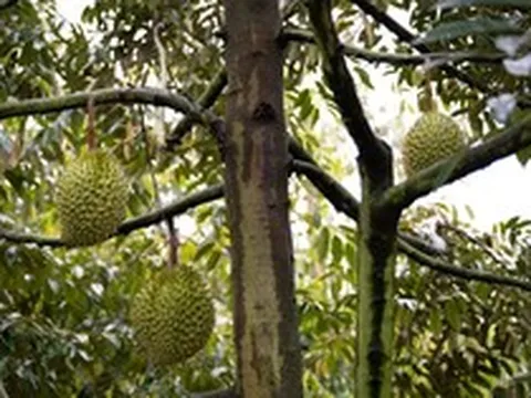 Trung Quốc tự trồng sầu riêng quyết tâm cạnh tranh với Thái Lan, Việt Nam, sản lượng ra sao?