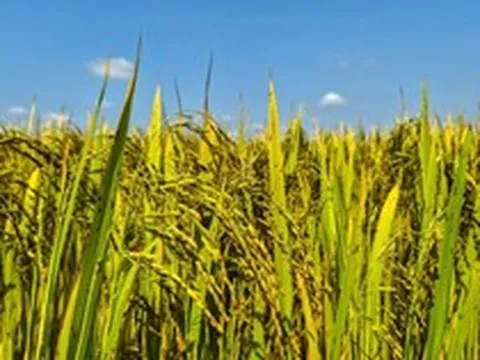 Sau Ấn Độ, thêm một quốc gia gặp sóng gió với gạo: 75% đơn hàng không thể vận chuyển, nguồn cung dư thừa