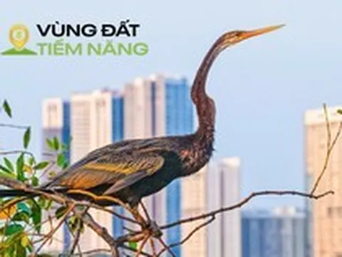 Chim có trong sách đỏ đua nhau kéo về một khu đô thị được mệnh danh là ‘khu nhà giàu’, mật độ xây dựng chỉ 26%, dành 174 ha làm cây xanh và hồ nước