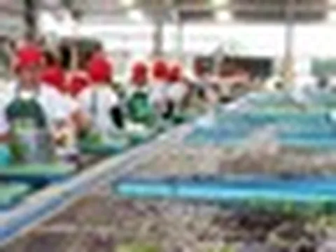 Sau sầu riêng, đến lượt một loại quả quen thuộc của Việt Nam đang lên cơn sốt: Sản xuất 2,3 triệu tấn nhưng không đủ để xuất khẩu, Trung Quốc thu mua toàn bộ