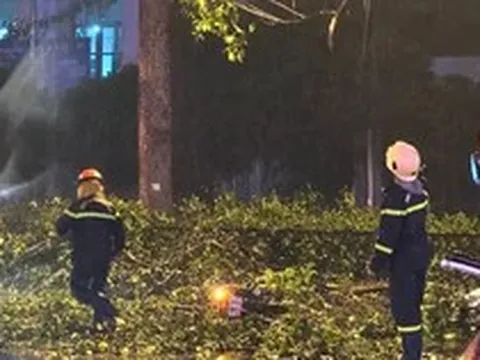 TPHCM: Nhánh cây lớn rơi trúng xe máy, hai vợ chồng thương vong