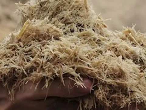 Thứ tưởng bỏ đi ở nhà máy mía đường được nghiên cứu thành "đất" trồng cây ở Trường Sa